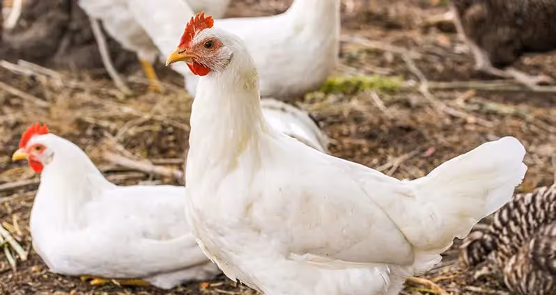 Broiler Chicken