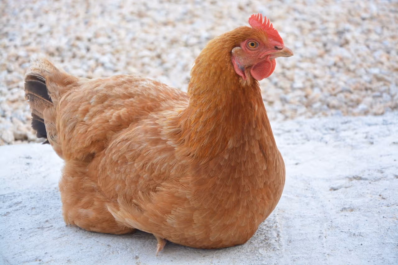 Layer Hens