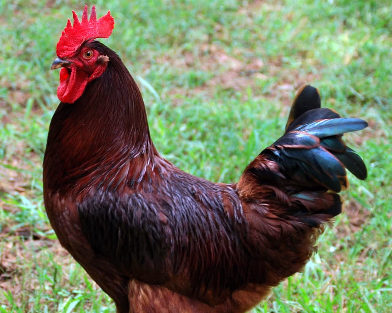 Rhode Island Red
